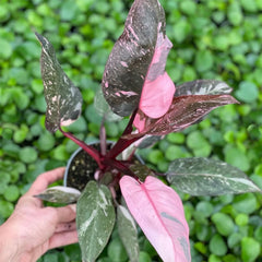 10 - 20cm Highly Variegated Pink Princess House Plant 7cm Pot