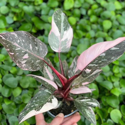 10 - 20cm Highly Variegated Pink Princess House Plant 7cm Pot