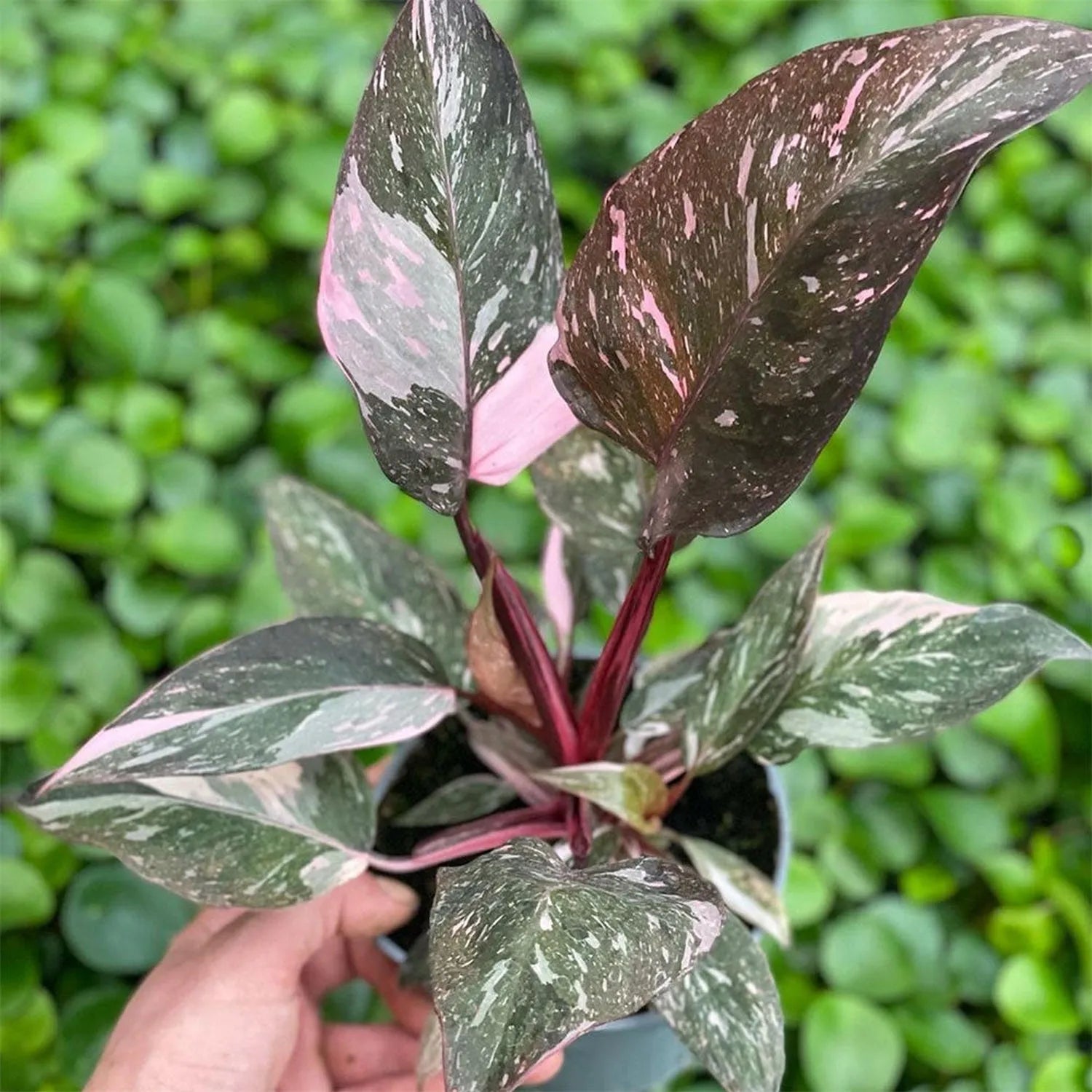 10 - 20cm Highly Variegated Pink Princess House Plant 7cm Pot