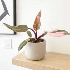 10 - 20cm Highly Variegated Pink Princess House Plant 7cm Pot