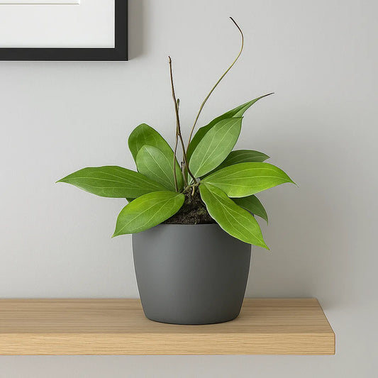 10 - 20cm Hoya Nicholsoniae 10.5cm Pot House Plant