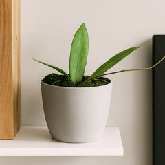 10 - 20cm Hoya Scortechinii 10.5cm Pot House Plant