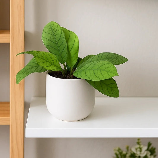 10 - 20cm Hoya Sp Sabah 10.5cm Pot House Plant