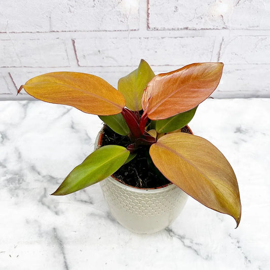 10 - 20cm Philodendron Mc Colley's Finale 12cm Pot House Plant