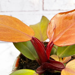 10 - 20cm Philodendron Mc Colley's Finale 12cm Pot House Plant