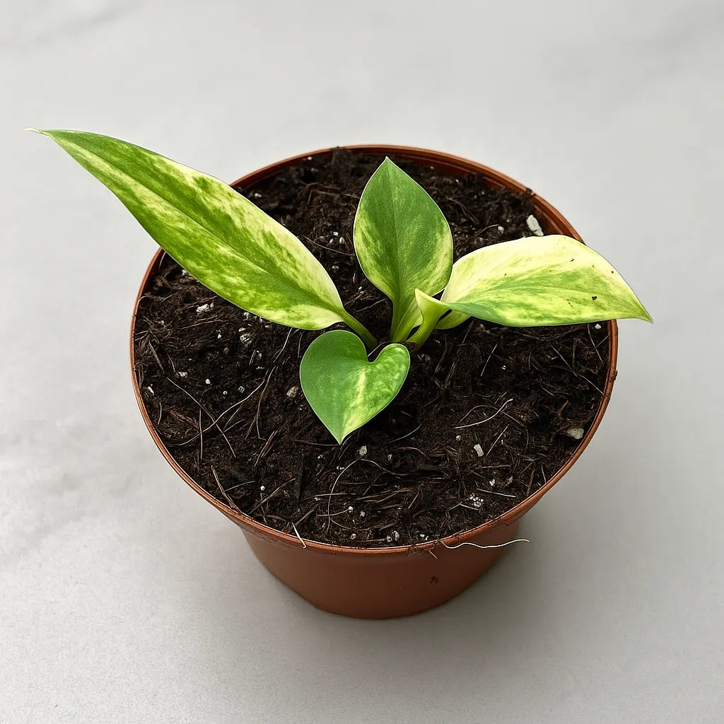 10 - 20cm Variegated Anthurium Vittarifolium House Plant 10.5cm Pot