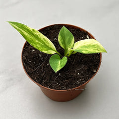 10 - 20cm Variegated Anthurium Vittarifolium House Plant 10.5cm Pot