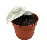 10cm Anthurium Luxurians House Plant 10,5 cm Pot House Plant