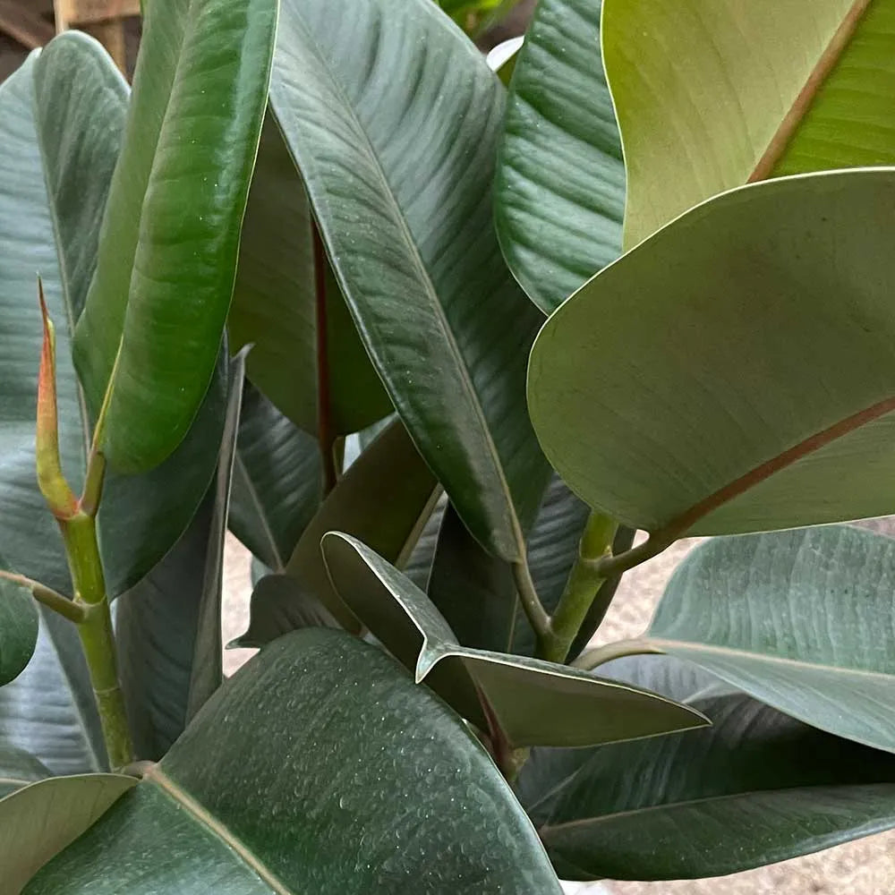 110 - 130cm Ficus Elastica Robusta Rubber Plant 24cm Pot House Plant