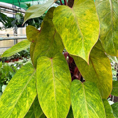 120 - 140cm Philodendron Painted Lady on Mosspole 24cm Pot House Plant