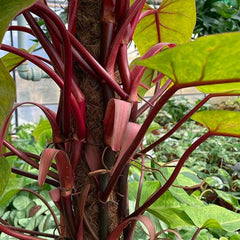 120 - 140cm Philodendron Painted Lady on Mosspole 24cm Pot House Plant