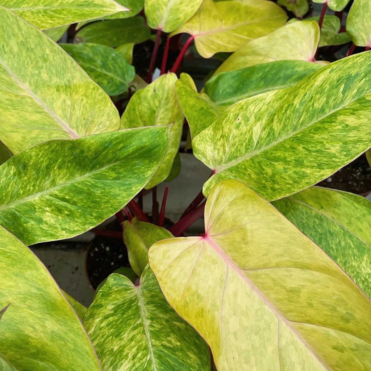 120 - 140cm Philodendron Painted Lady on Mosspole 24cm Pot House Plant