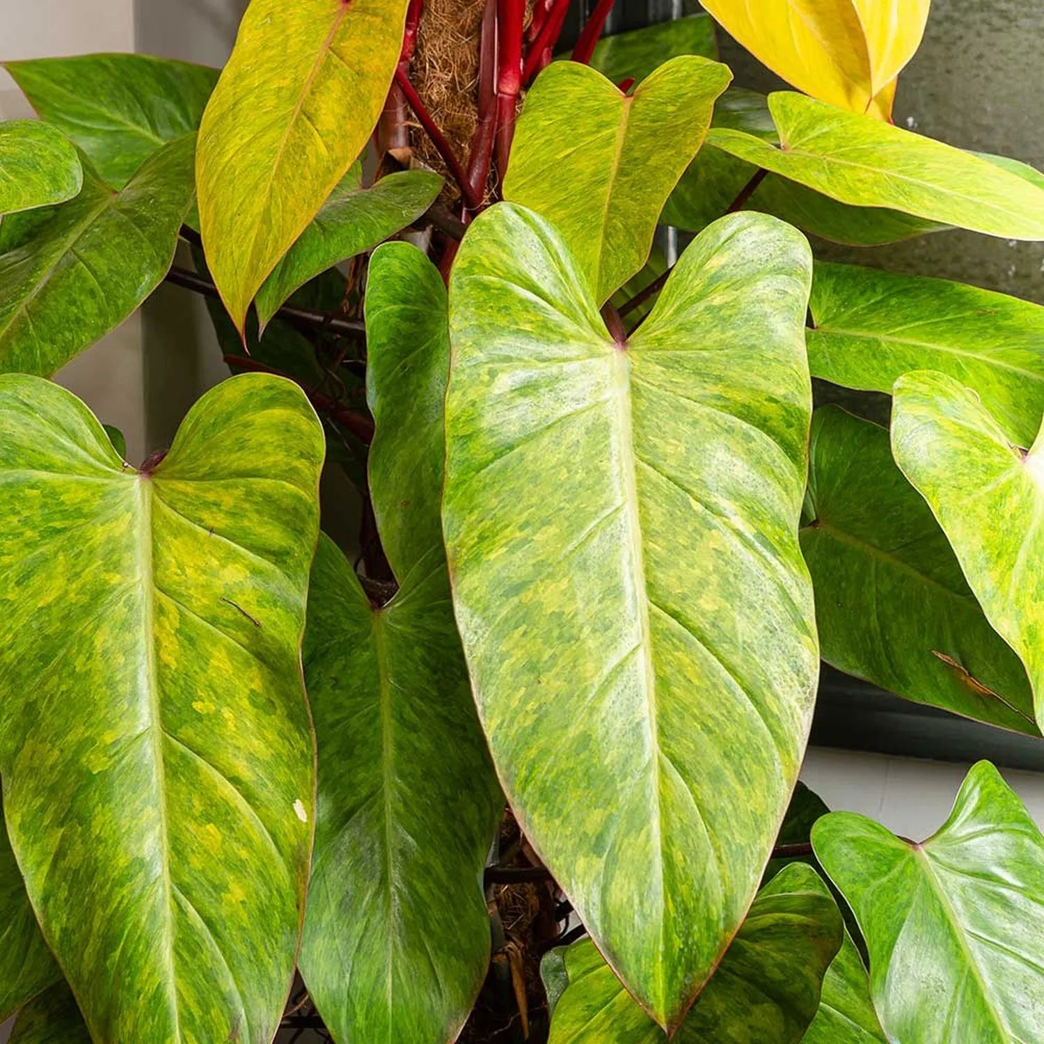 120 - 140cm Philodendron Painted Lady on Mosspole 24cm Pot House Plant