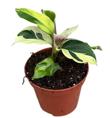 Calathea Yellow Fusion 8cm Pot 10cm Height House Plant