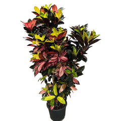 120 - 140cm Croton Mami Mammy Codiaeum 27cm Pot House Plant
