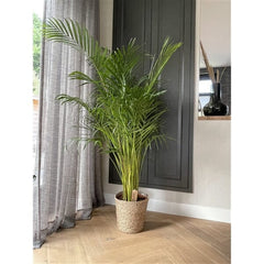 130 - 140cm Areca Palm Dypsis Lutescens 24cm Pot House Plant