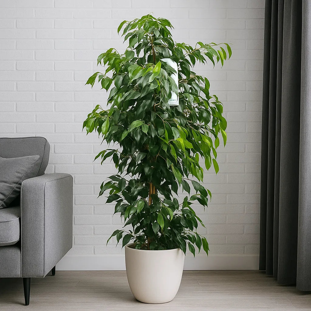 130 - 160cm Ficus Danielle Rubber Plant 27cm Pot House Plant