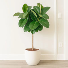 140 - 160cm Ficus Robusta,Tree Rubber Plant 27cm Pot House Plant