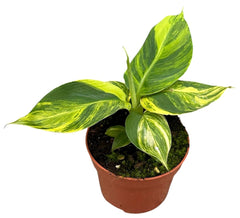 Variegated Musa Aurea 10.5cm Pot House Plant