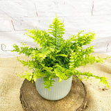 15 - 25cm Nephrolepis Fern 12cm Pot House Plant