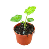 15 - 30cm Syngonium Steyermarkii 10.5cm Pot House Plant House Plant