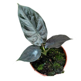 15 cm  Alocasia Black Magic House Plant 10,5 cm Pot