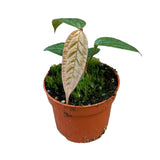 15 cm Anthurium Arisaemoides House Plant 14 cm Pot House Plant