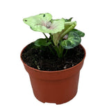 15 cm Syngonium Bob Allusion House Plant 10,5 cm Pot House Plant