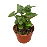 15 cm Syngonium Christmas House Plant 10,5 cm Pot House Plant