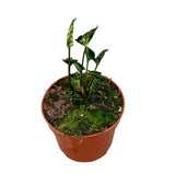 15 cm Syngonium Godzilla House Plant 10,5 cm Pot House Plant