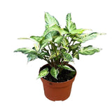 15 cm  Syngonium T25 House Plant 10,5 cm Pot