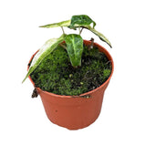 15 cm Yellow Alocasia Polly Variegata House Plant 10,5 cm Pot House Plant