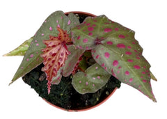 Begonia Amphioxus X Malachosticta 8cm Pot 15cm Height House Plant