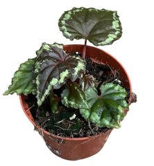 Begonia Ignita 8cm Pot 15cm Height House Plant
