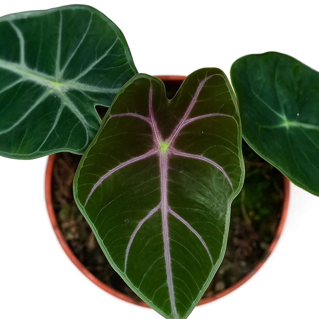 15 - 20cm Alocasia Suhirmaniana Purple 10.5 Pot House Plant