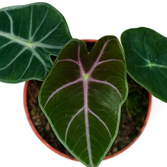 15 - 20cm Alocasia Suhirmaniana Purple 10.5 Pot House Plant