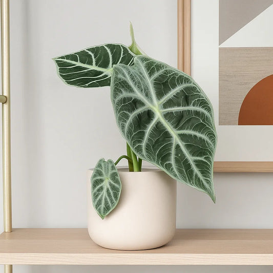 15 - 20cm Alocasia Watsonia Lightning House Plant 10,5 cm Pot