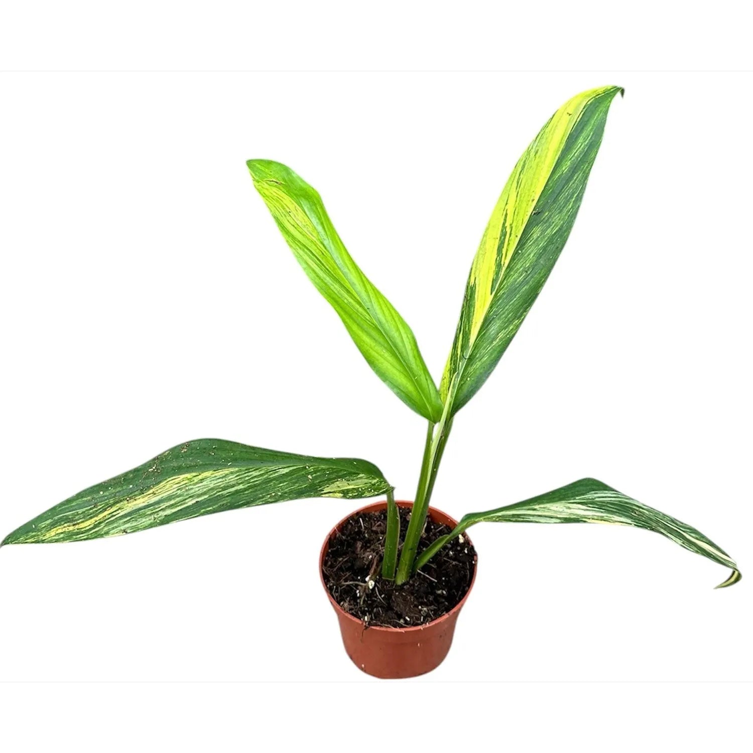 15 - 20cm Amplissimum Aurea Variegata 10.5cm Pot House Plant