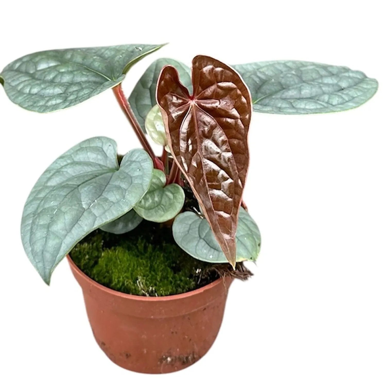 15 - 20cm Anthurium Luxurians House Plant 10,5 cm Pot