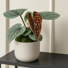 15 - 20cm Anthurium Luxurians House Plant 10,5 cm Pot