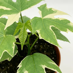 15 - 20cm Cnidoscolus Aconitifolius Variegata 10.5cm Pot House Plant