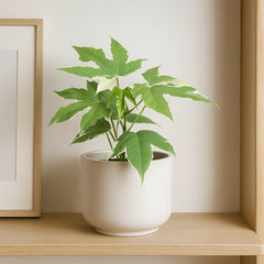 15 - 20cm Cnidoscolus Aconitifolius Variegata 10.5cm Pot House Plant