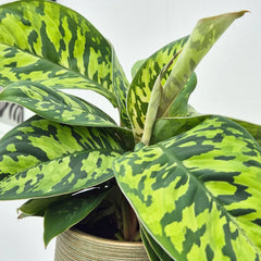 15 - 20cm Homalomena Camouflage Shield Plant 14cm Pot House Plant