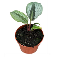 15 - 20cm Kaempferia Aurantiflora Jungle Silver 14cm Pot House Plant