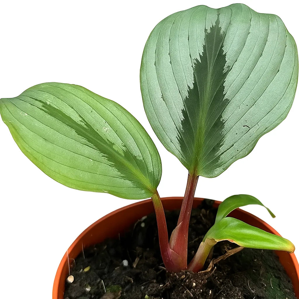 15 - 20cm Kaempferia Aurantiflora Jungle Silver 14cm Pot House Plant