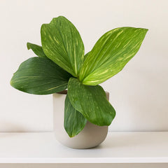 15 - 20cm Kaempferia Pulchra Marble Variegata 14cm Pot House Plant