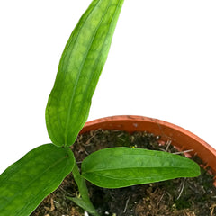 15 - 20cm Monstera Obliqua Yasuni 10.5cm Pot House Plant