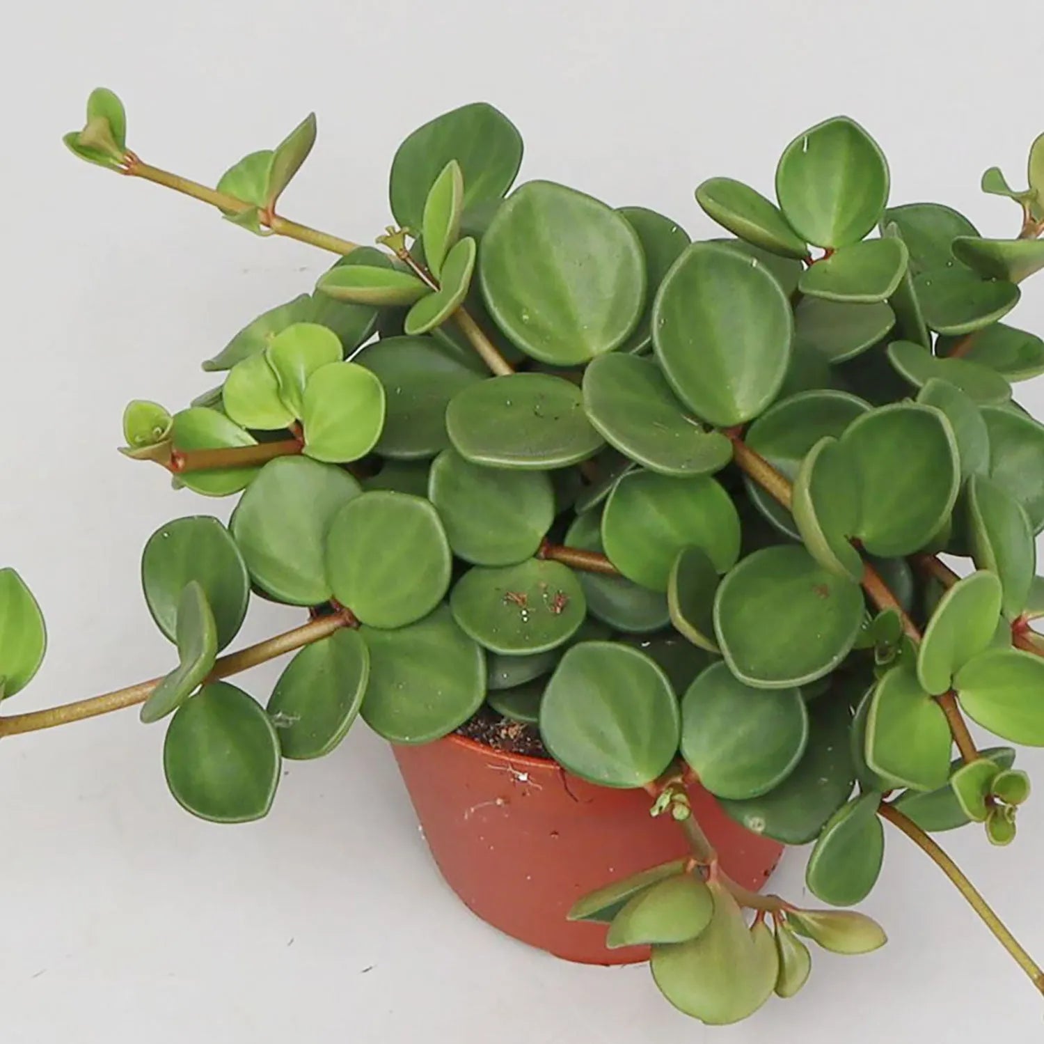 15 - 20cm Peperomia Hope House Plant 12cm Pot