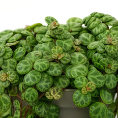 15 - 20cm Peperomia Prostrata Radiator House Plant 11cm Pot