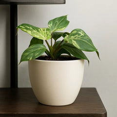15 - 20cm Philodendron Gloriosum Snow Leopard 10.5cm Pot House Plant